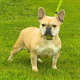 Nala - French Bulldog