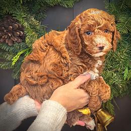 Green Collar Boy - Red  male Poodle puppy in Modesto, California from Dry Creek Poodles
