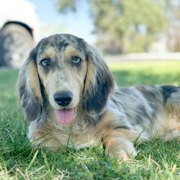 Ky - Dachshund