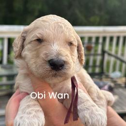 Obi-Wan - Cream male Poodle puppy in Prosperity, Pennsylvania from Stelladoodles & Company