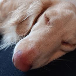Dd - Dachshund