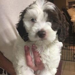 Australian Labradoodle Puppies from Lea Acres Australian Labradoodles