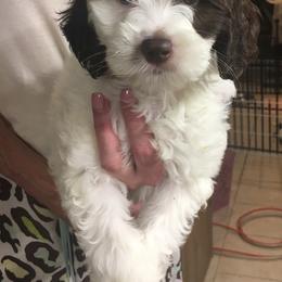 Australian Labradoodle Puppies from Lea Acres Australian Labradoodles