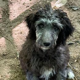 Dolly - Black and white female Aussiedoodle puppy in Four Oaks, North Carolina from RoseWest Farms