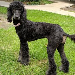 Poodles from Deborah's Standard Poodles
