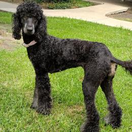 Poodles from Deborah's Standard Poodles