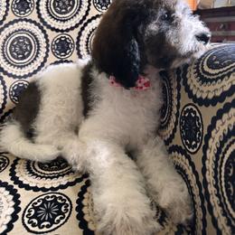 Bernedoodle, Cockapoo, and Goldendoodle Puppies from Avery Doodle Day LLC