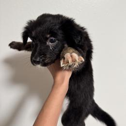 Australian Shepherd and Miniature American Shepherd Puppies from Autumn Fall Aussies