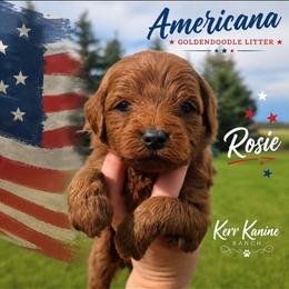 Rosie - Red  female Goldendoodle puppy in Ashton, Idaho from Kerr Kanine Ranch
