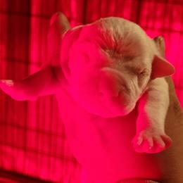 Boy1 - White male Dogo Argentino puppy in Morgan Hill, Pennsylvania from De la Fuerza De Dios