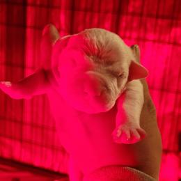 Boy1 - White male Dogo Argentino puppy in Morgan Hill, Pennsylvania from De la Fuerza De Dios