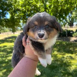 American Corgi and Pembroke Welsh Corgi Puppies from Flying K Corgis