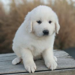 Boy 1 Black - White male Great Pyrenees puppy in Yakima, Washington from Naches Heights Ranch