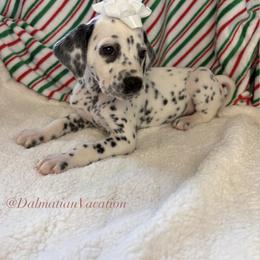 Glinda - White and black female Dalmatian puppy in Chehalis, Washington from Dalmatian Vacation