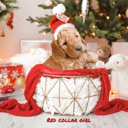Goldendoodle Puppies from Royal Goldendoodles Doodle Lovers