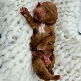 Boy 1 - Red  male Goldendoodle puppy in Philadelphia, Mississippi from Oakie Doodles
