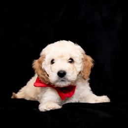 Goldendoodle Puppies from 757 Doodles