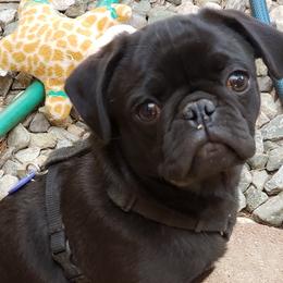 Pugs from Pug Place Phoenix