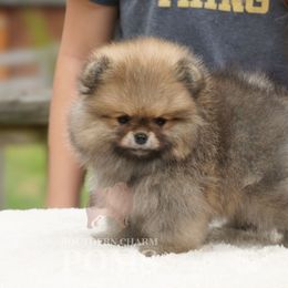Alexandra - Orange sable female Pomeranian puppy in Kingston, Georgia from Southern Charm Poms