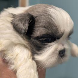 On Hold for my review - Blue and white male Shih Tzu puppy in Surry, Maine from McKayla Hairston