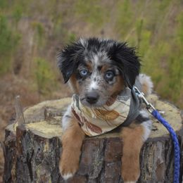 German Shorthaired Pointer, Miniature American Shepherd, Miniature Australian Shepherd, and Toy Australian Shepherd Puppies from Foxtail Hollow