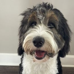 Harley - Bernedoodle