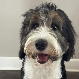 Harley - Bernedoodle
