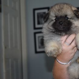 PINK COLLAR - Black and silver female Keeshond puppy in Fayetteville, Tennessee from Erbekees-Keeshonden