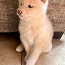 Girl 2 - Cream female Shiba Inu puppy in Atlanta, Georgia from Halo Siberians & Shiba Inu