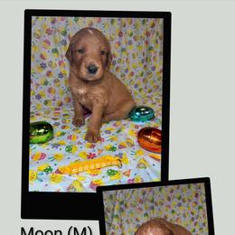 Moon - Red  male Goldendoodle puppy in Water Valley, Mississippi from Olympian Doodles