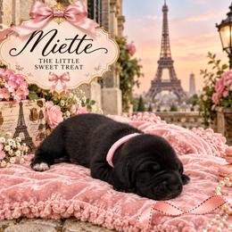 Miette - Black and white female Basset Hound puppy in Lubbock, Texas from Hound House