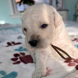 Bat-Man - Cream male Goldendoodle puppy in Pensacola, Florida from Goldendoodles Love You in Pensacola Friend Edition