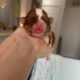 Red and white - Red and white male Shih Tzu puppy in Dallas, Texas from Almost Heaven Shih Tzu