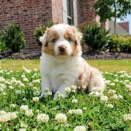 Australian Shepherd Puppies from Forte Australian Shepherds & Co.