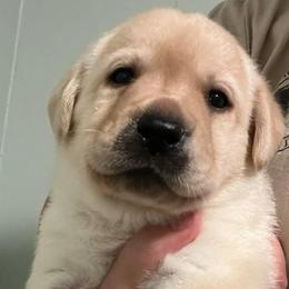 Toast - Yellow male Labrador Retriever puppy in Cleveland, Ohio from Brookside Labrador Retrievers