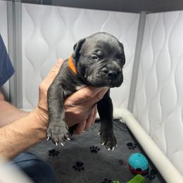 Bullmastiff Puppies from Fernandes’ Guardians Bullmastiff