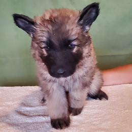 Girl 3 - Gray sable female Shiloh Shepherd puppy in Caneadea, New York from Strauss Haus Shepherds