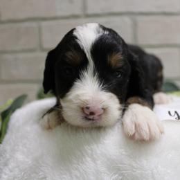 Yellow Girl - Merle female Bernedoodle puppy in Belgreen, Alabama from Scott’s Farm Poodles and Doodles