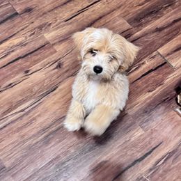 Luffy (Loofie) - Apricot male Maltipoo puppy in West Jordan, Utah from Mid Sized Maltipoos and More LLC