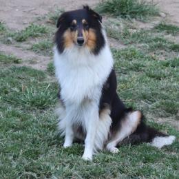 Collie All Grown Up from Garlind Ridge Collies