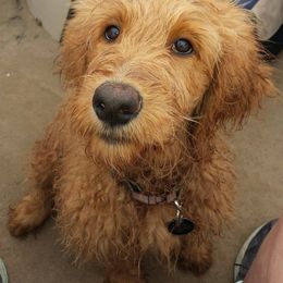 Golden Retriever and Goldendoodle All Grown Up from Doodles at Dewey Acres