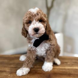 Acorn boy - Apricot male Goldendoodle puppy in Rio Linda, California from Plush Doodles