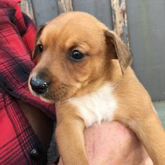 Treeing Feist Puppies from Tark Hill Feists