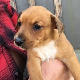 Treeing Feist Puppies from Tark Hill Feists