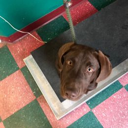 Labrador Retriever All Grown Up from Broneck Kennels LLC