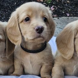 Beau - Cream male Dachshund puppy in Medina, Ohio from English Cream Dream Dachshunds