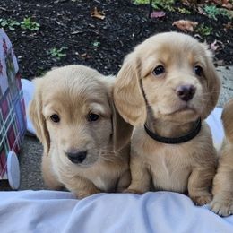 Beau - Cream male Dachshund puppy in Medina, Ohio from English Cream Dream Dachshunds