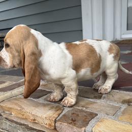 Basset Hound and Bloodhound Puppies from Sandhill Hounds of Nebraska