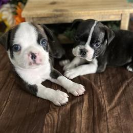 Boston Terrier Puppies from Baldwins Boston Terriers