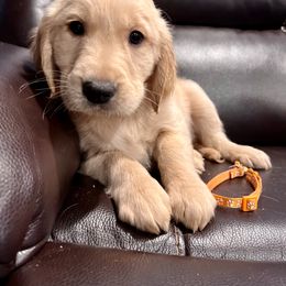 Golden Retriever Puppies from Renko Kennel
